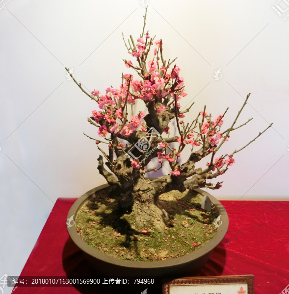 梅花