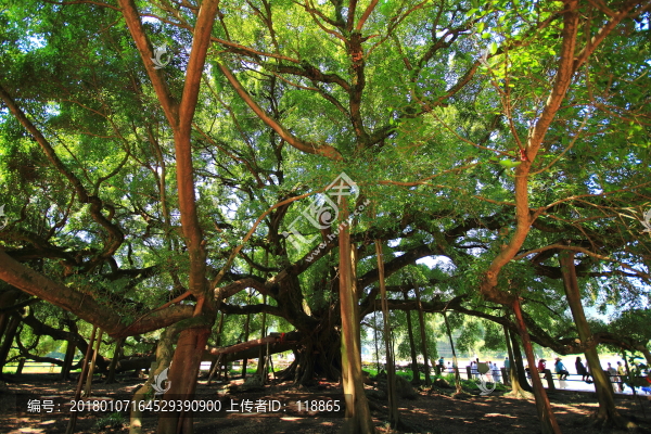 陽朔,大榕樹,大榕樹內(nèi)部結(jié)構(gòu)