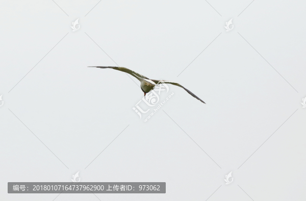 飛翔,遠(yuǎn)去