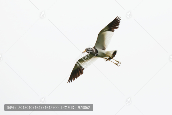 展翅飛翔,灰頭麥雞
