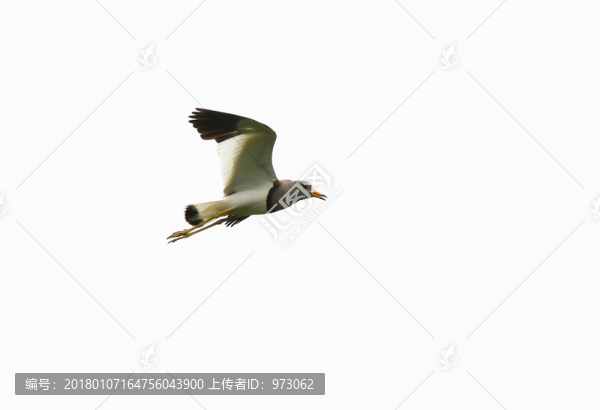 側(cè)飛,翅膀,標(biāo)準(zhǔn)照