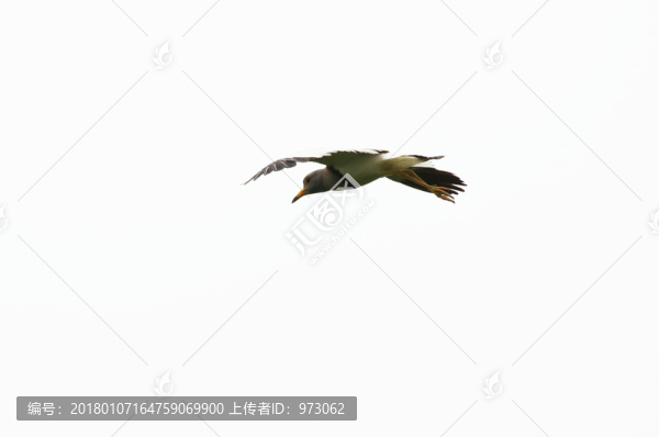 側(cè),腹,飛翔