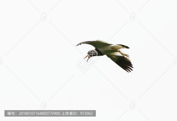 呼叫,飛翔