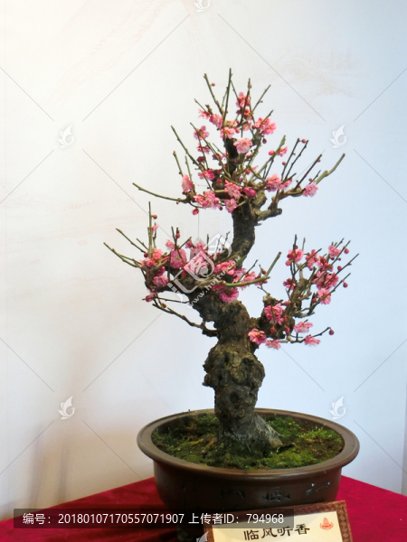 梅花