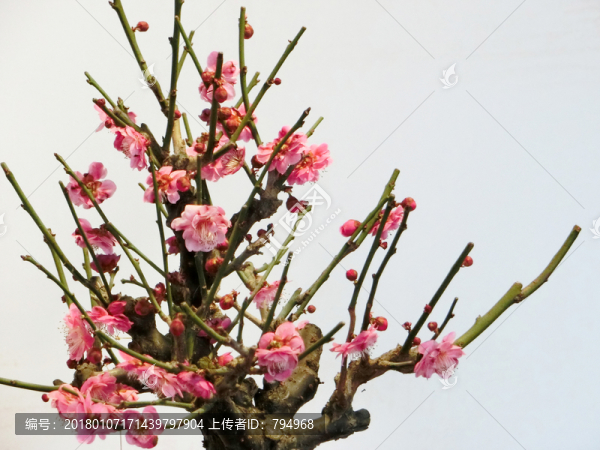 梅花