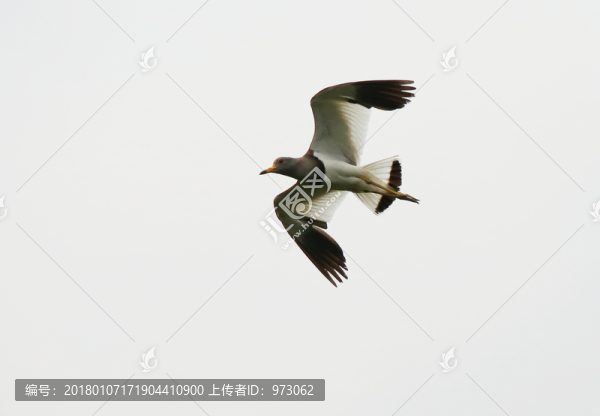 向前沖,標(biāo)準(zhǔn)照