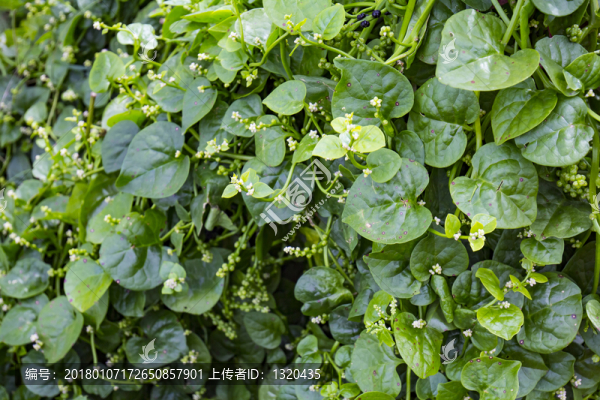 木耳菜