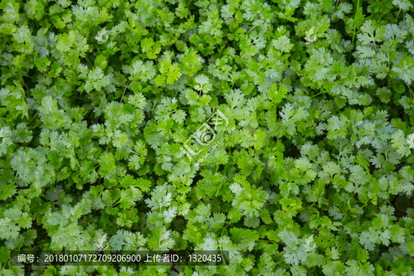 香菜地