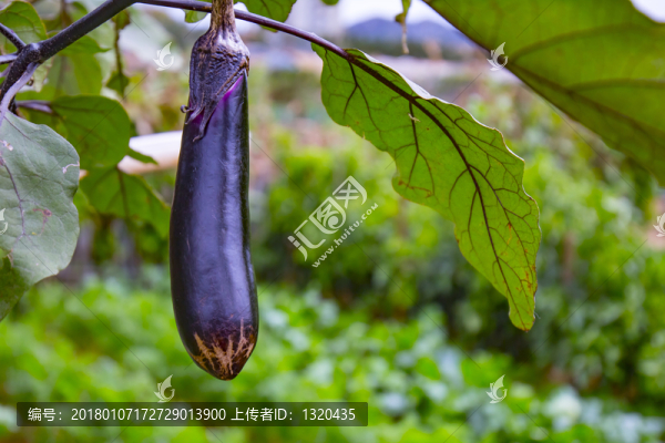 茄子