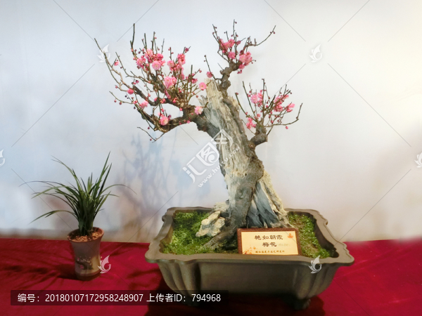 梅花盆景