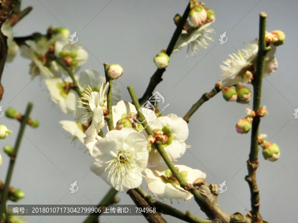 梅花