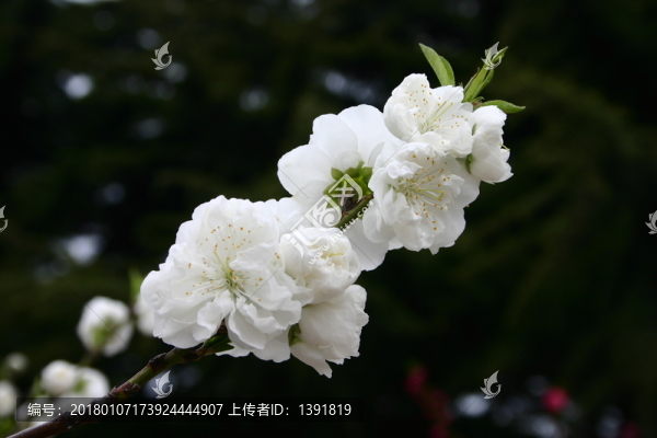 碧桃花開