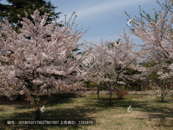 春季的青島中山公園