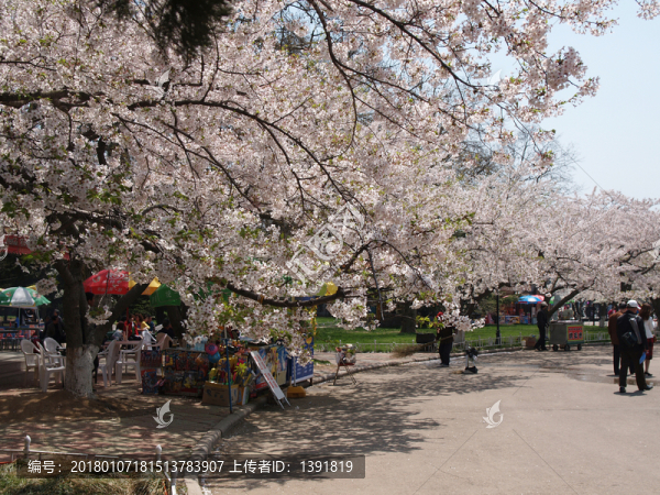 春季的青島中山公園