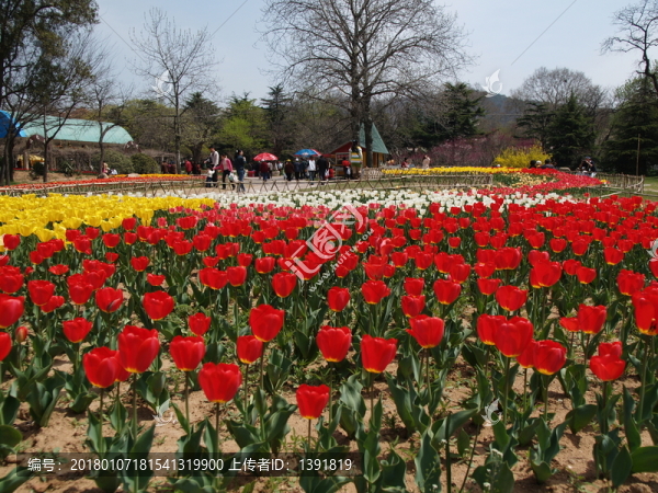 春季的青島中山公園