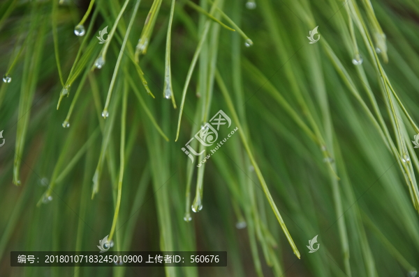 水珠