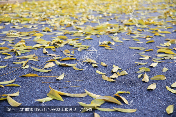 落葉滿地