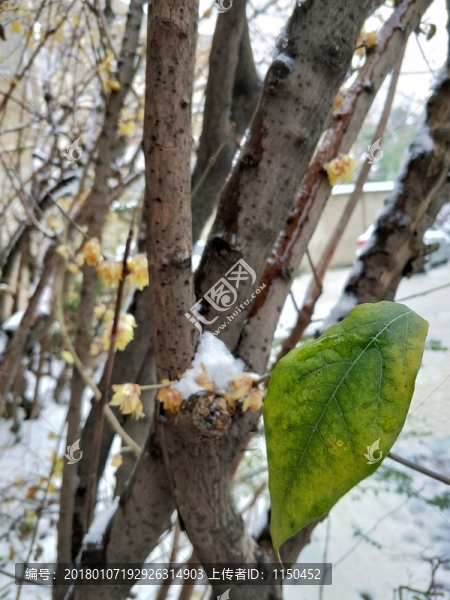 梅花傲雪盛開,（2）
