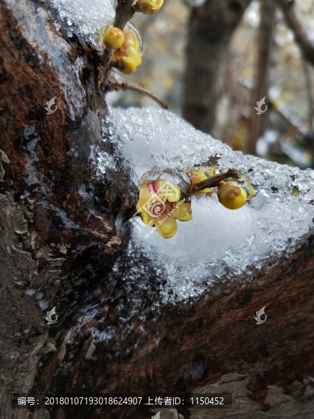 梅花傲雪盛開,（3）