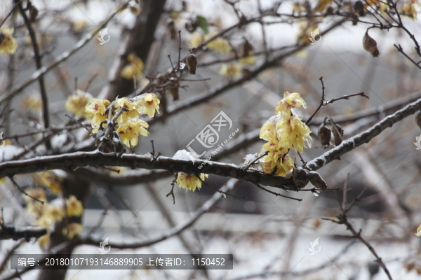梅花傲雪盛開,（26）