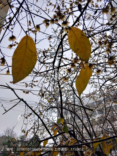 梅花傲雪盛開,（5）