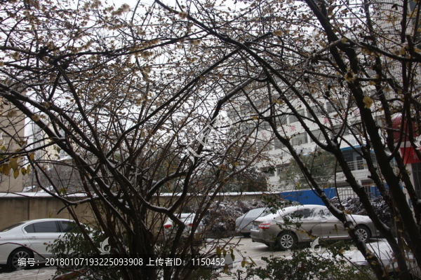 梅花傲雪盛開,（27）