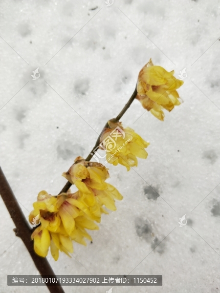 梅花傲雪盛開,（29）