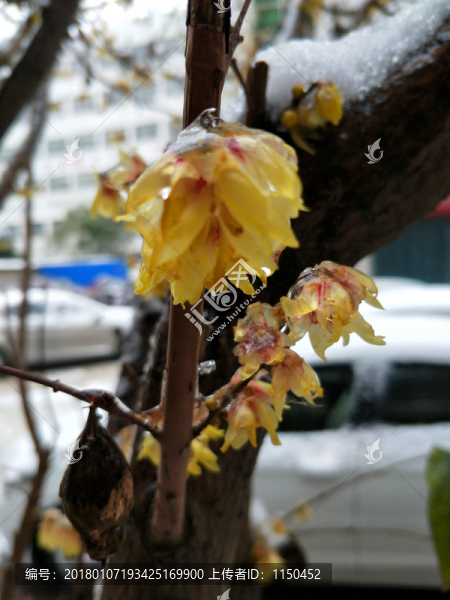 梅花傲雪盛開(kāi),（36）