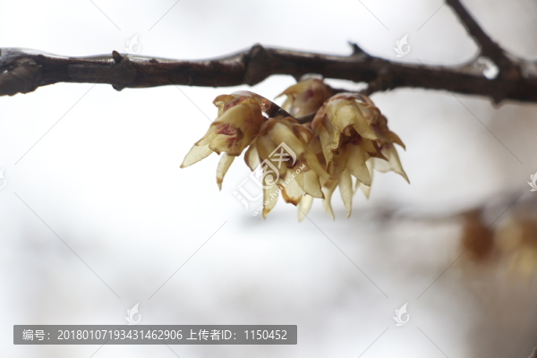 梅花傲雪盛開,（8）