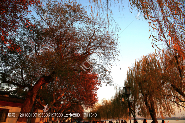 西湖孤山路冬景