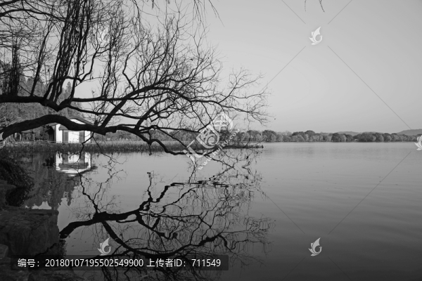 西湖邊枯樹