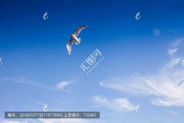 舊金山漁人碼頭海鷗