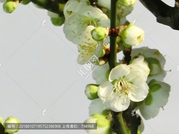 梅花特寫(xiě)