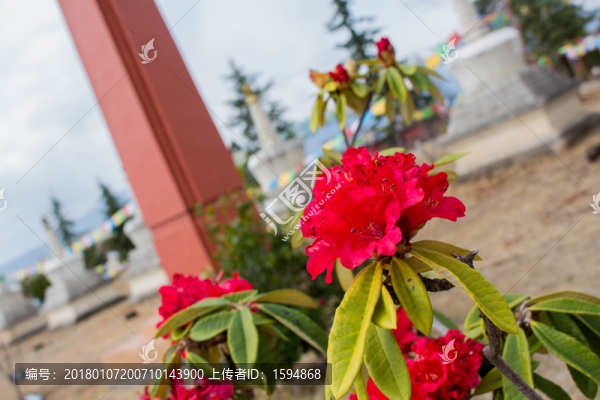 紅色愛情花