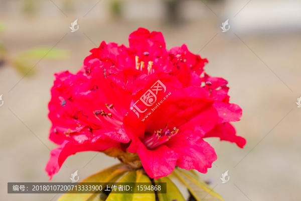 紅色愛情花