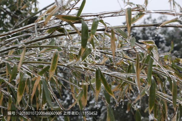 雪中竹子傲寒立,（1）