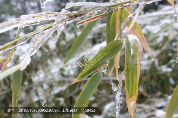 雪中竹子傲寒立,（6）