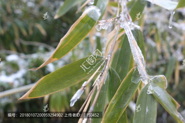 雪中竹子傲寒立,（16）
