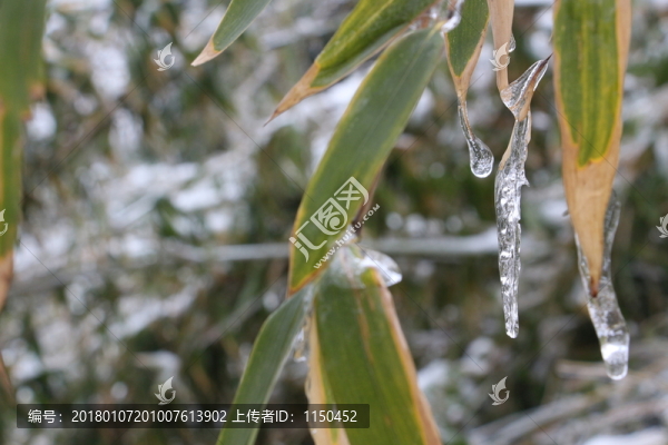 雪中竹子傲寒立,（8）