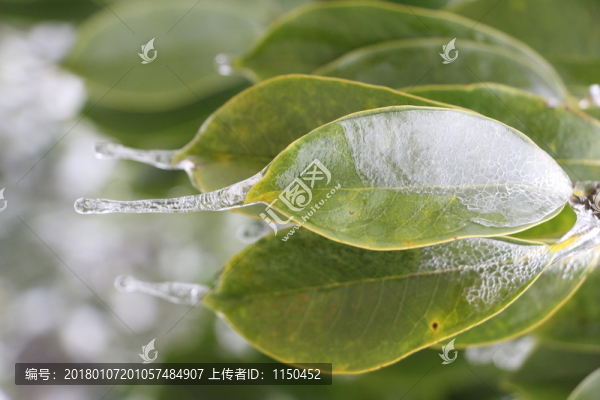 雪中樟樹,（5）
