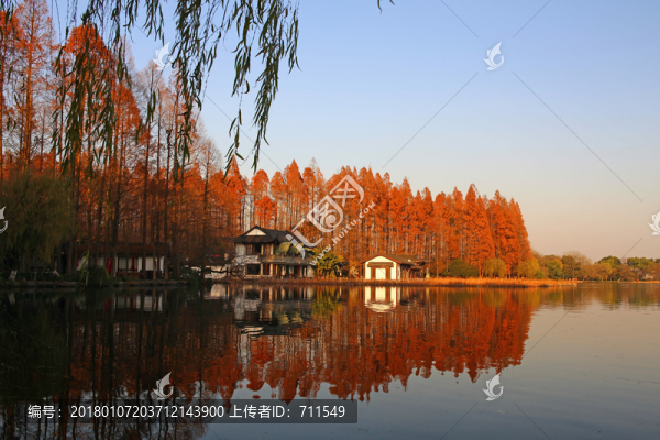 西湖曲院風(fēng)荷紅樹林
