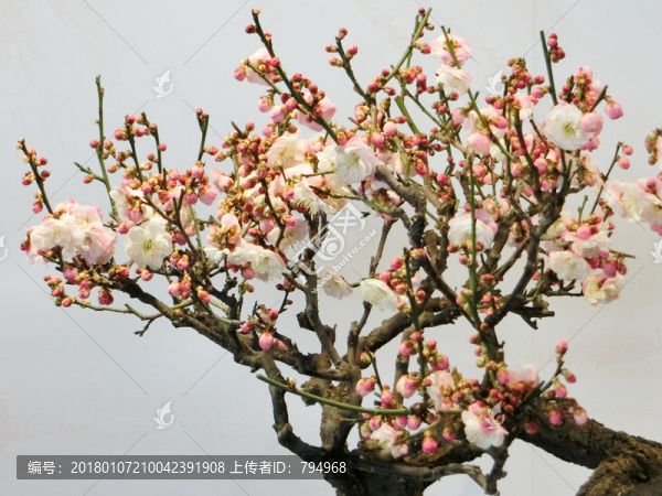 梅花