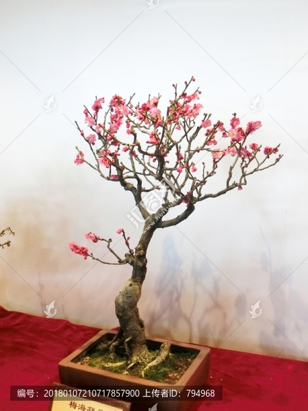 梅花盆景