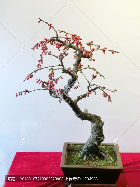 梅花盆景
