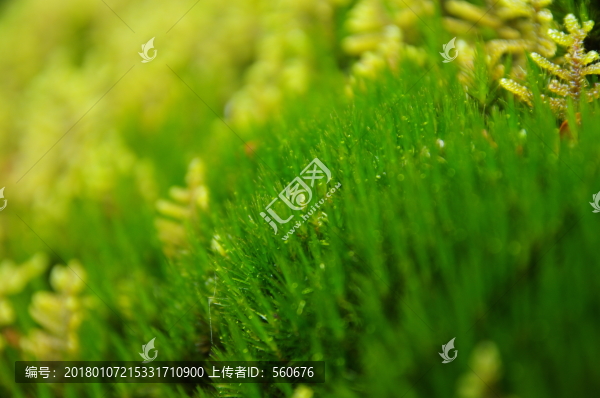 苔蘚