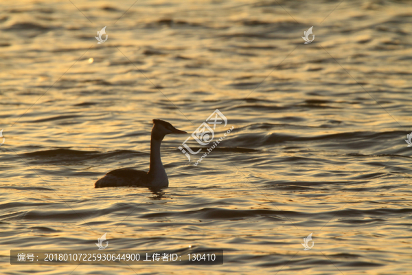 鳳頭??