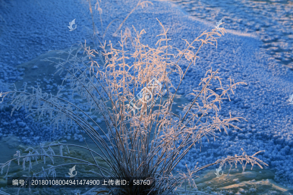 雪原草葉冰霜般的冷艷之美