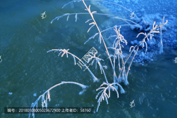 草葉冰霜晶瑩