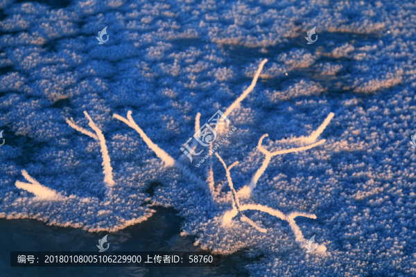 草葉冰霜晶瑩