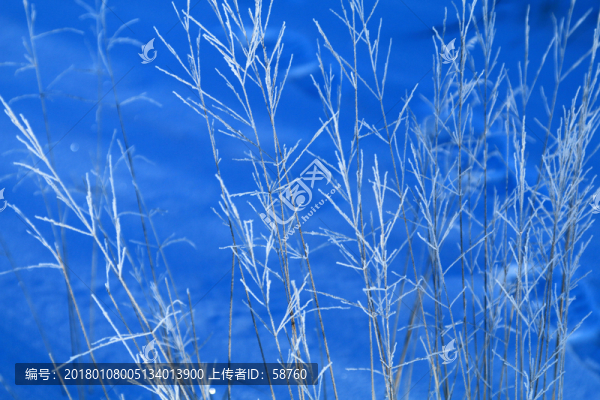 草葉結(jié)霜